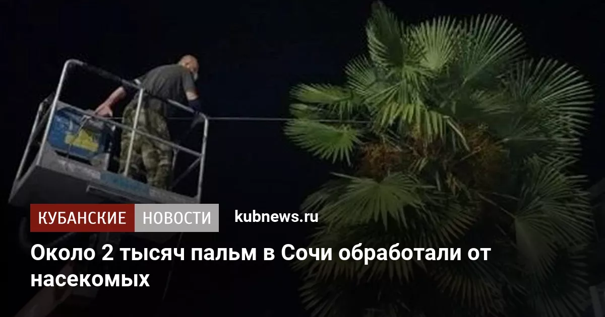 Около 2 тысяч пальм в Сочи обработали от насекомых