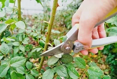 Осенняя обрезка роз: 5 главных правил, которые гарантируют здоровое пышное цветение в следующем году