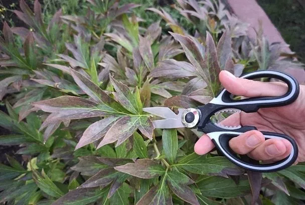 Только не руками: как правильно обрезать листья пионов, чтобы в следующем году получить пышное цветение