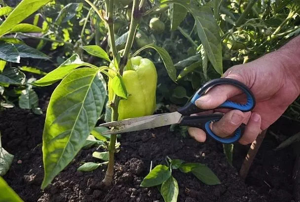 Режь без жалости: главные правила формирования куста для получения крупных перцев