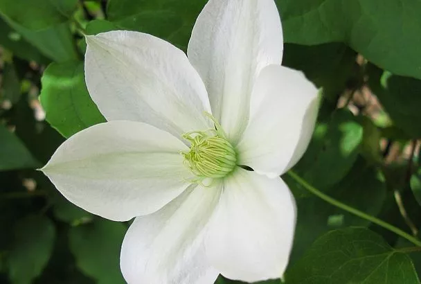 Цветочная терапия все лето: Как ароматы лаванды и жасмина побеждают депрессию