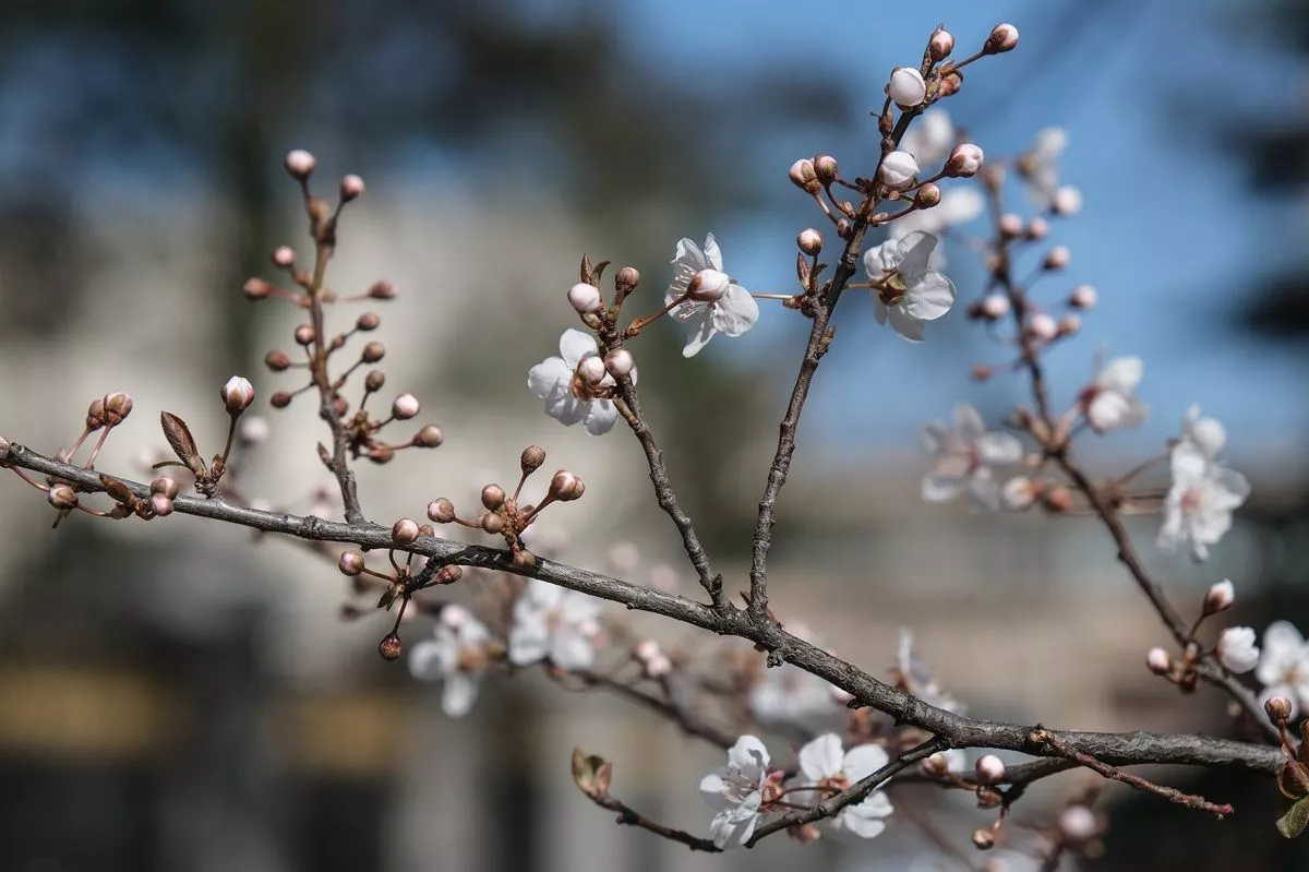День весеннего равноденствия: когда произойдет астрономическая смена сезонов 