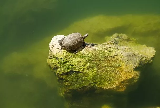Туристы начали оставлять черепашек прямо в аэропорту Сочи