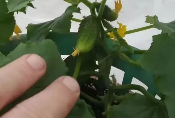 Как купить рассаду огурцов, чтобы собирать ведро с куста: секрет Галины Кизимы для суперурожая