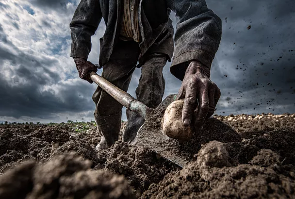 Картофель круглый год: как растянуть сезон и забыть о "лучшем способе"