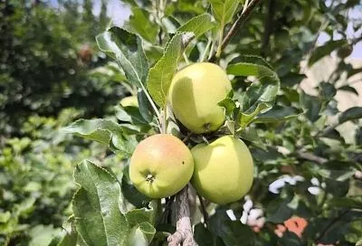 Какая гадость: почему яблоки гниют прямо на дереве