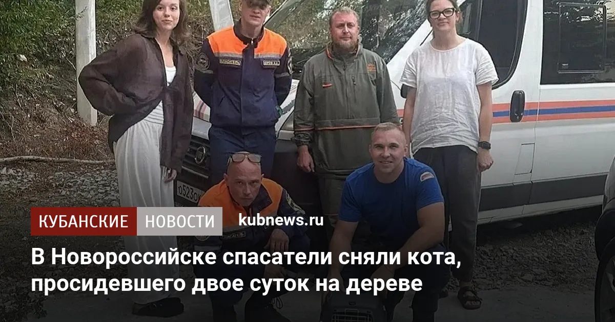 В Новороссийске спасатели сняли кота, просидевшего двое суток на дереве