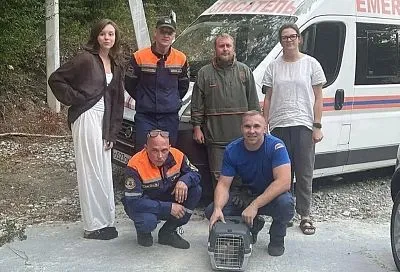В Новороссийске спасатели сняли кота, просидевшего двое суток на дереве