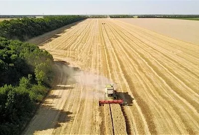 Кубанские аграрии собрали 9,3 миллиона тонн зерна