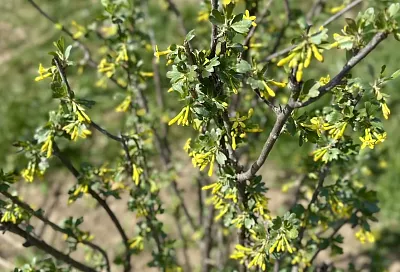 Такой кисель сделает смородину крупнее и слаще: рецепт действенной крахмальной подкормки