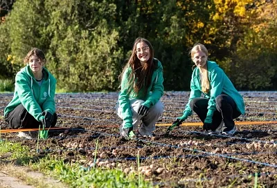 150 тыс. луковиц тюльпанов высадили в Ботаническом саду в Краснодаре