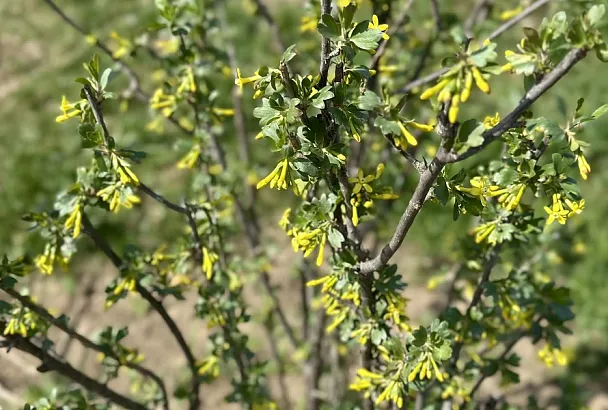 Такой кисель сделает смородину крупнее и слаще: рецепт действенной крахмальной подкормки