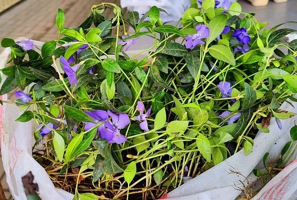 Посадил барвинок на балконе, так и дача не нужна: 5 шагов к зеленому оазису в городе