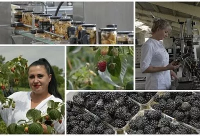 Овощи, ягоды, грибы: как кубанские аграрии насыщают рынок вкусными и полезными продуктами