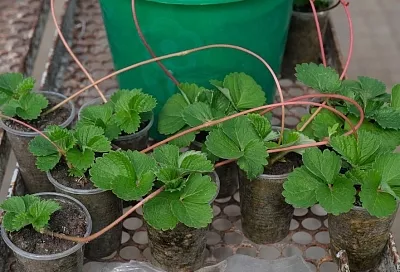 Август – сажаем клубнику: почему этот месяц самый благоприятный для посадки
