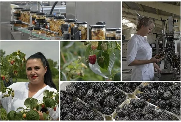 Овощи, ягоды, грибы: как кубанские аграрии насыщают рынок вкусными и полезными продуктами