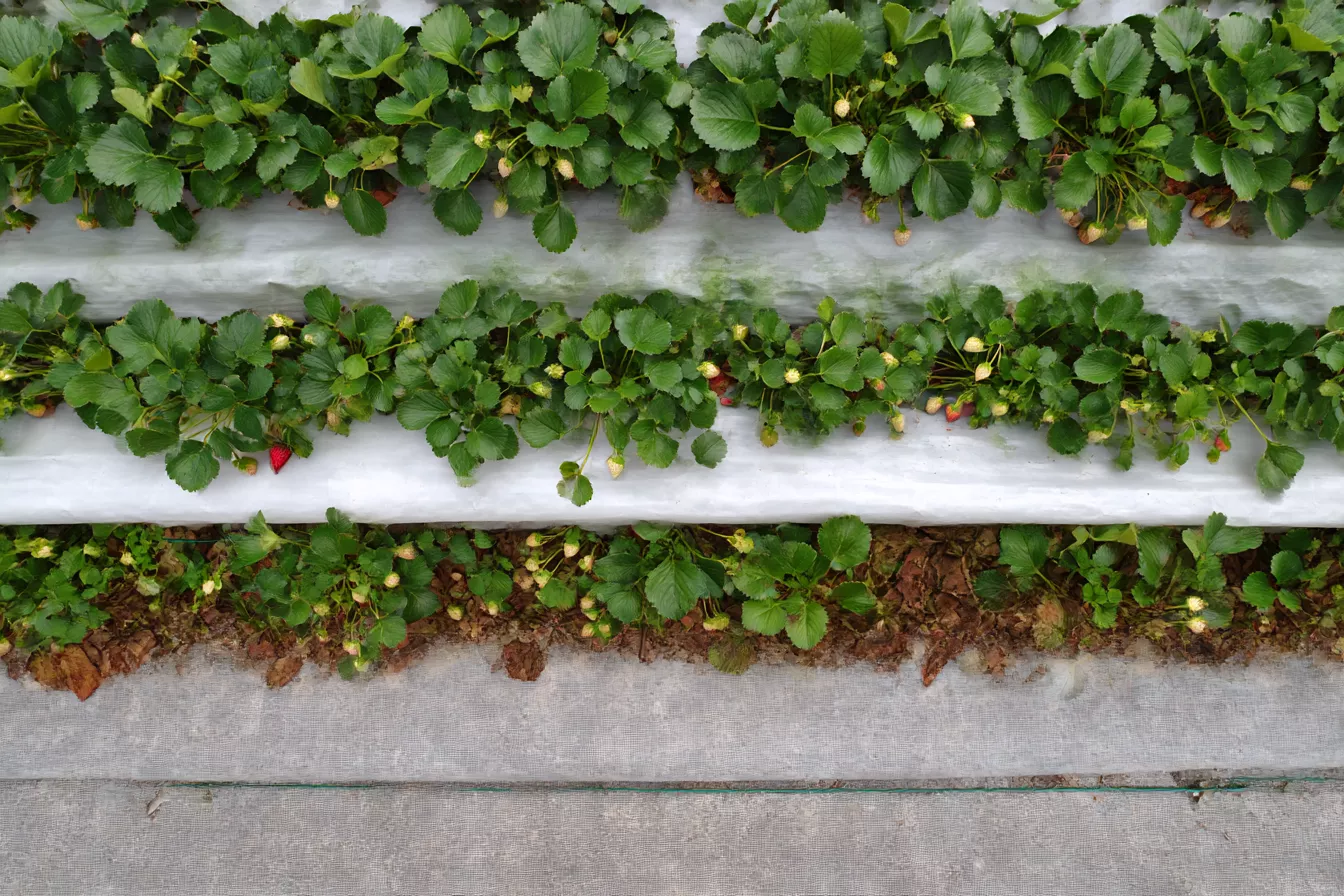 Осеннее укрытие клубники: просто о главном