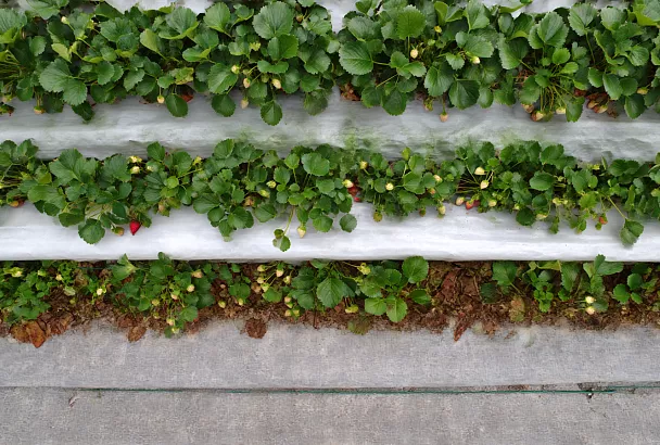 Осеннее укрытие клубники: просто о главном