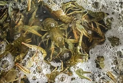 Ученый назвал условие восстановления ракопромыслового значения лиманов Азовского моря на Кубани