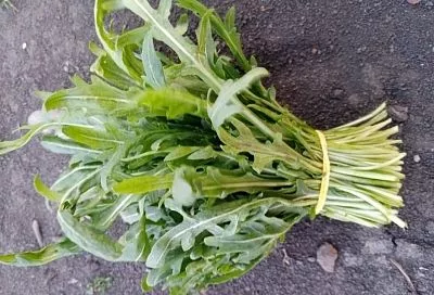 Модная рукола: очень просто вырастить самому, а не покупать втридорога в магазине