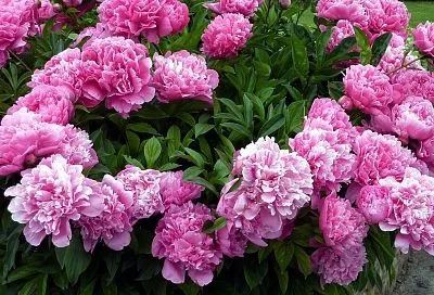 Весной — пионам обязательно: Всего 1 такая подкормка — и кусты в шапках цветов