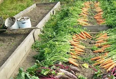 Присыпал опилки землей и сажаю растения на теплые грядки: просто райские условия 