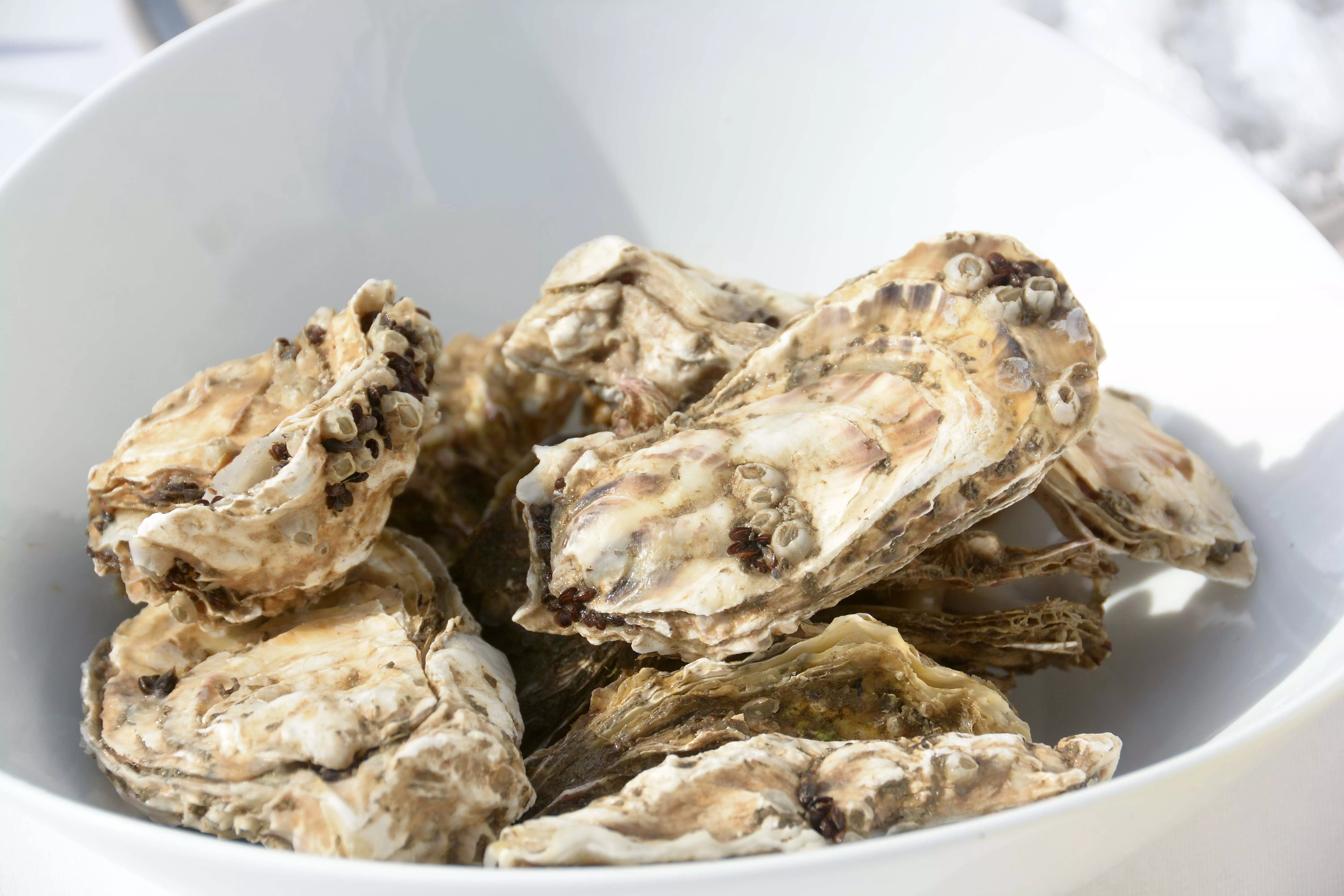 Ученые нашли способ укрепить иммунитет устриц, выращиваемых на побережье Черного моря