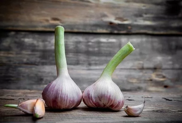 Чтобы чеснок не вырождался: посейте бульбочки и сохраните сорт