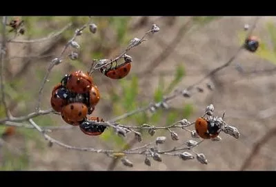 «Садятся на лицо, больно кусаются»: туристы пожаловались на нашествие божьих коровок в Анапе