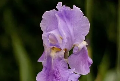 Пересаживаем ирисы осенью: сроки и правила для пышного цветения летом