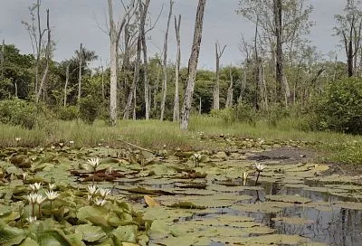 Болота в Новосибирской области привлекают туристов
