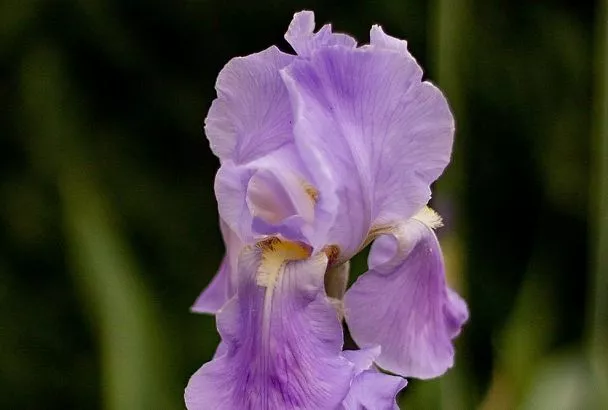 Пересаживаем ирисы осенью: сроки и правила для пышного цветения летом