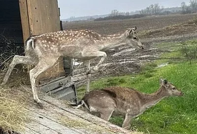 13 ланей выпустили в лес на Кубани