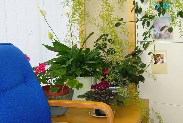 Купить комнатные цветы и сильно пожалеть: 3 ошибки, которые испортят всё