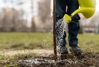 Азы осенней подкормки растений: когда и как надо применять удобрения
