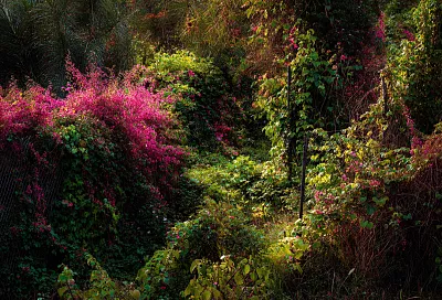 Как навсегда избавиться от нежелательных деревьев и поросли на участке