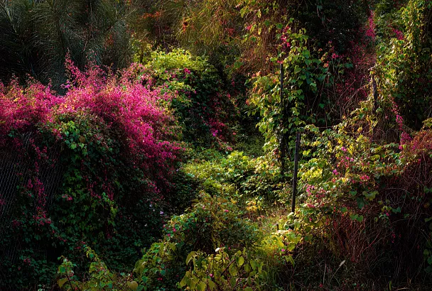 Как навсегда избавиться от нежелательных деревьев и поросли на участке