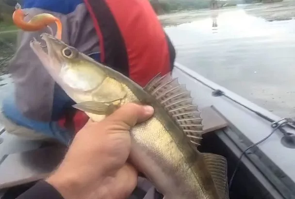 Ловите судака ранней весной на джиг: 3 лучшие приманки и техника проводки