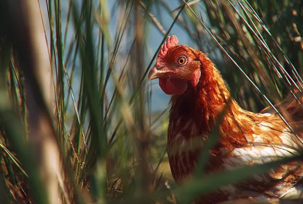 Куры пасутся, как козы: идея, которая изменила всё