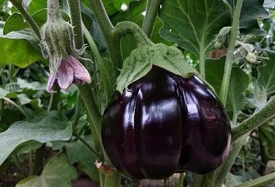 Баклажаны попрут как угорелые: от этих 5 хитростей глаз не нарадуется от урожая – соседи завидуют