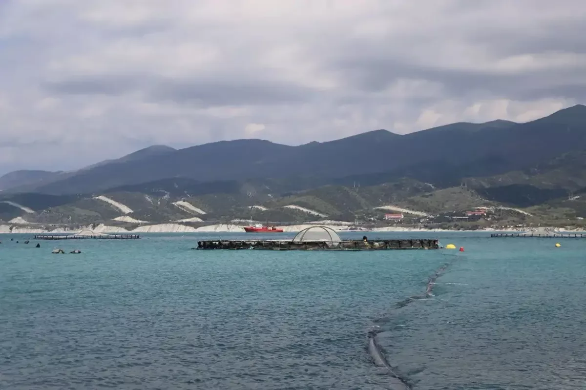 Около 177 тонн мидий произвели предприятия Геленджика в 2025 году