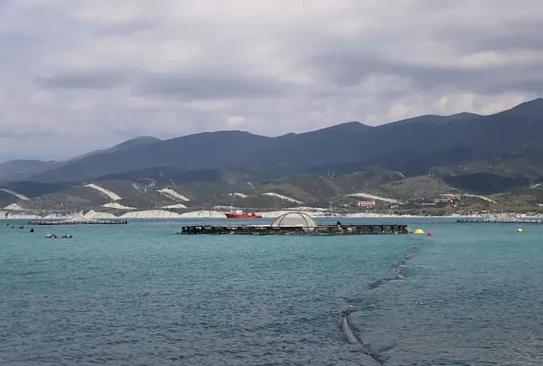 177 тонн мидий произвели предприятия Геленджика в 2025 году