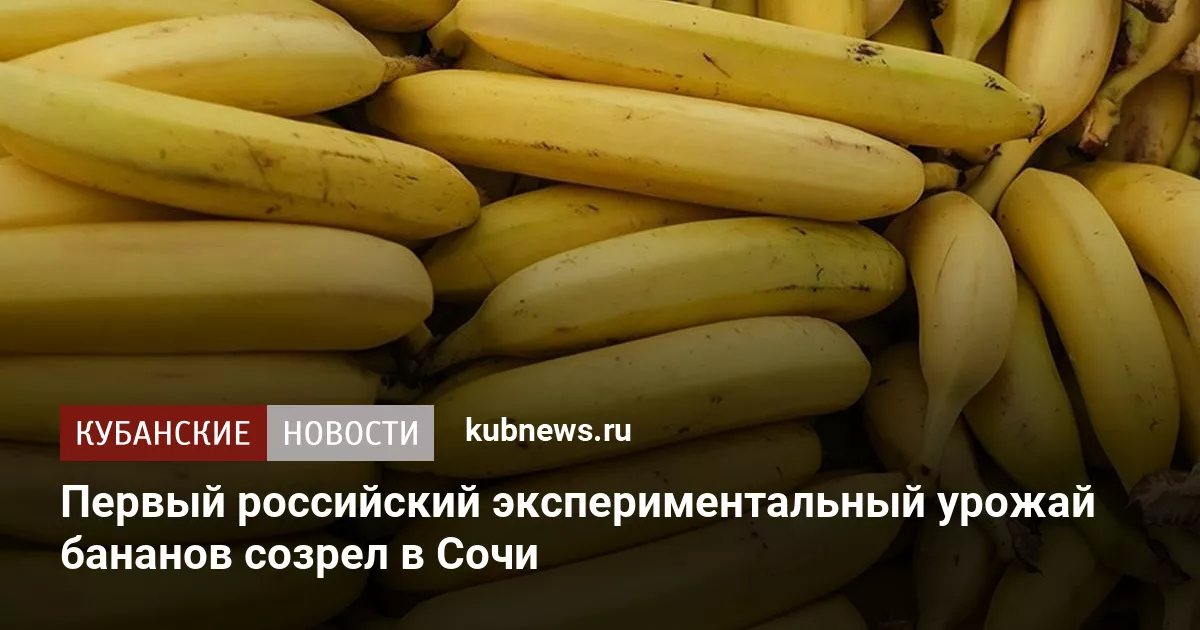 Первый российский экспериментальный урожай бананов созрел в Сочи