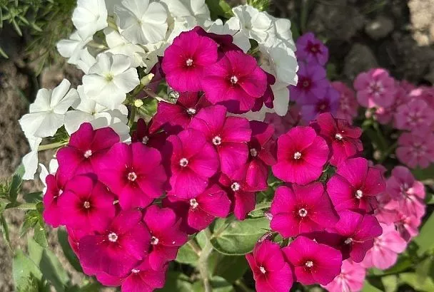 Сентябрь – время флоксов: как правильно сажать деленки осенью