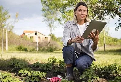Собрал помидоров в 3 раза больше с цифровым помощником — и теперь только отдыхаю