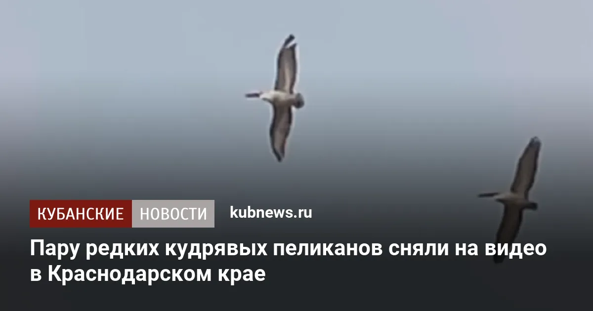 Пару редких кудрявых пеликанов сняли на видео в Краснодарском крае