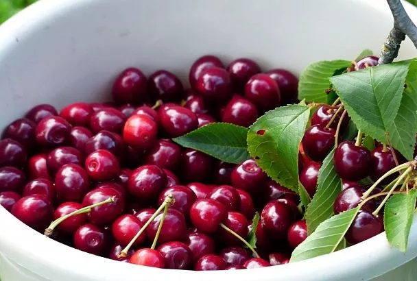 Тазик отложите подальше. Что будет, если съесть слишком много черешни за один раз