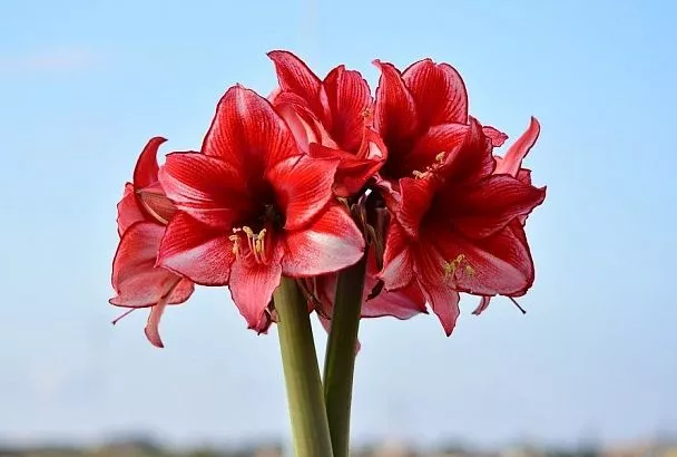 Покажи себя во всей красе: почему не цветет прекрасный гиппеаструм и как это исправить