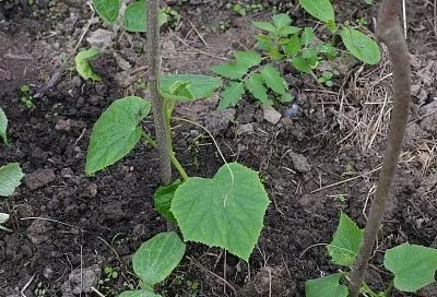 Мед или сахар для огурцов: почему натуральный продукт выигрывает по всем параметрам