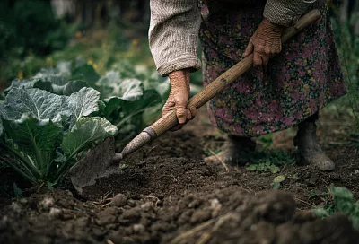 Что делать с грядками после уборки урожая: простой и научный подход